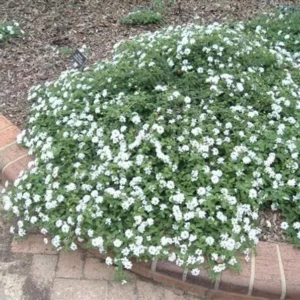 White Trailing Lantana 1 Gallon Live Plant - Cascading Groundcover, White Flowers