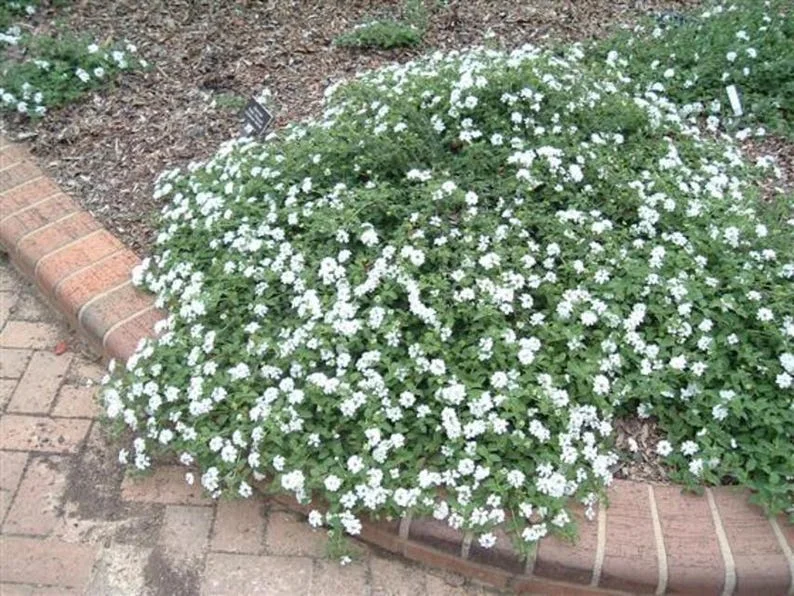 White Trailing Lantana 1 Gallon Live Plant - Cascading Groundcover, White Flowers