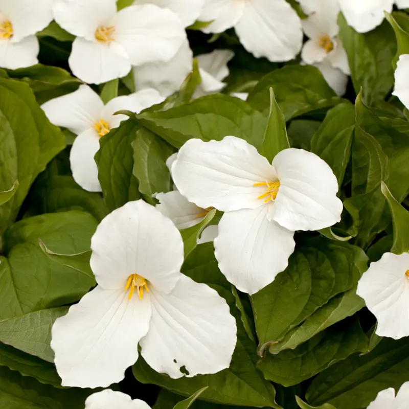 White Trillium Bulbs | Trillium Grandiflorum | Organic Wildflower Shade