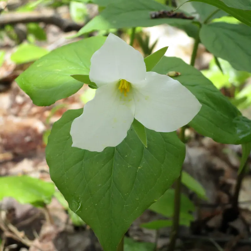 White Trillium Bulbs | Trillium Grandiflorum | Organic Wildflower Shade