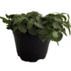 White Vein Nerve Plant – Fittonia verschaffeltii – 4" Pot Indoor Easy Care Plant