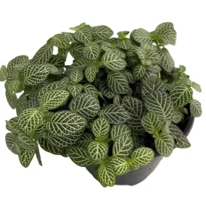 White Vein Nerve Plant – Fittonia verschaffeltii – 4