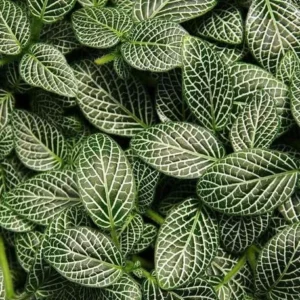 White Vein Nerve Plant – Fittonia verschaffeltii – 4
