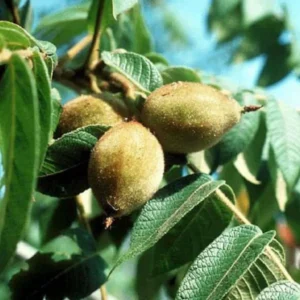 White Walnut Tree Bare-root - 18-24 Inch Tall - Hardy Nut Tree - Premium Butternut Tree - Ideal for Gardens and Baking