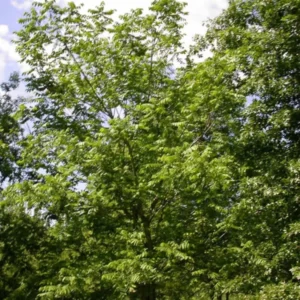 White Walnut Tree Bare-root - 18-24 Inch Tall - Hardy Nut Tree - Premium Butternut Tree - Ideal for Gardens and Baking