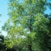 White Walnut Tree Bare-root - 18-24 Inch Tall - Hardy Nut Tree - Premium Butternut Tree - Ideal for Gardens and Baking
