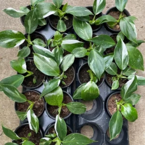 White Wizard Philodendron - Collector’s Indoor Plant in 4