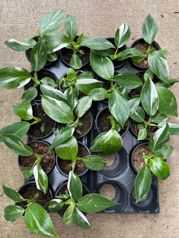 White Wizard Philodendron - Collector’s Indoor Plant in 4" Pot