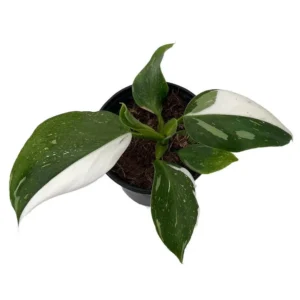 White Wizard Philodendron - Collector’s Indoor Plant in 4