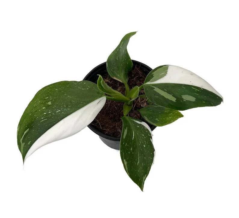 White Wizard Philodendron - Collector’s Indoor Plant in 4" Pot