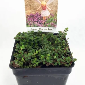 Wine & Roses Thyme Herb Plant - 2.5