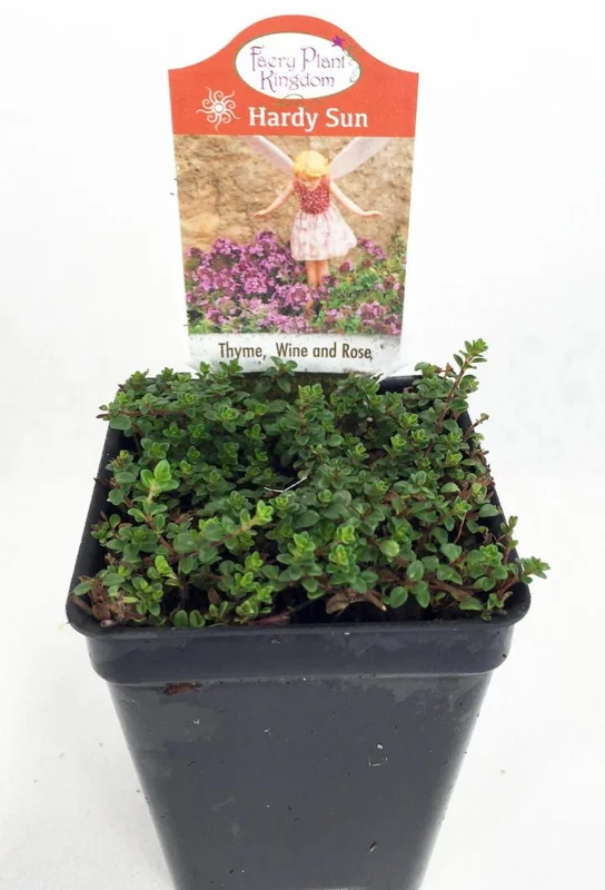 Wine & Roses Thyme Herb Plant - 2.5" Pot - Compact Green Foliage, Pink Flowers