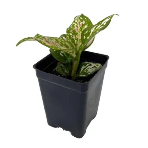 Wishes Chinese Evergreen Aglaonema - 2.5 Inch Pot - Low Light Indoor Plant