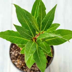Bay Leaf Tree Live Plant 8-10