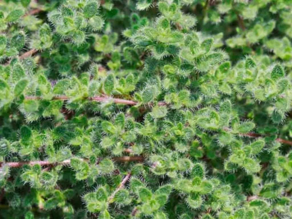 Woolly Thyme (Thymus pseudolanuginosus)