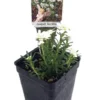 World’s Smallest Iberis Shrub - Dwarf White Candytuft - 2.5" Pot for Fairy Garden