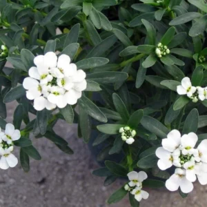World’s Smallest Iberis Shrub - Dwarf White Candytuft - 2.5