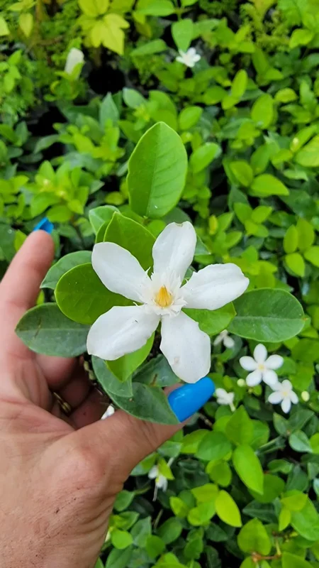 Wrightia antidysenterica Asian Snow Jasmine Live Plant, 2-5" Tall, Evergreen Shrub