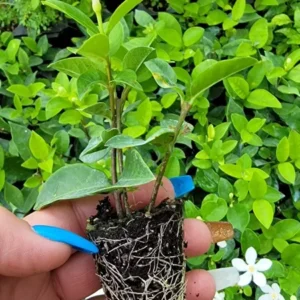 Wrightia antidysenterica Asian Snow Jasmine Live Plant, 2-5