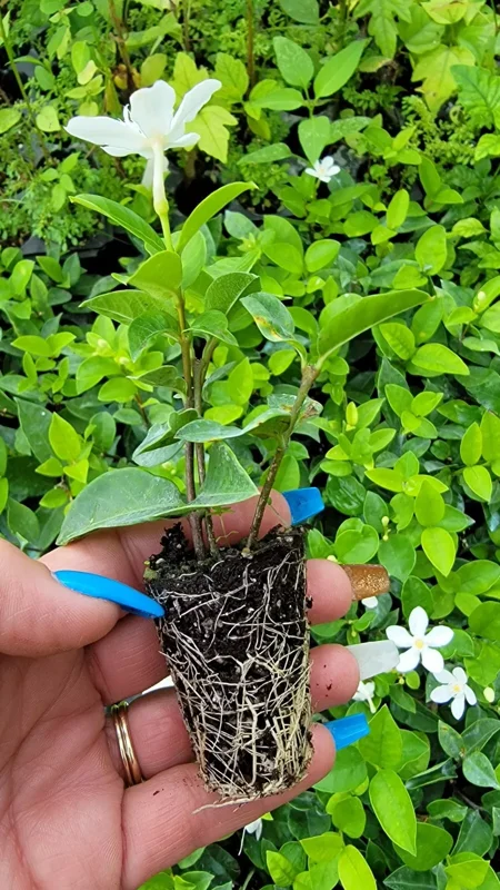 Wrightia antidysenterica Asian Snow Jasmine Live Plant, 2-5" Tall, Evergreen Shrub
