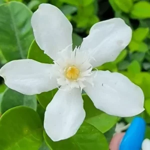 Wrightia antidysenterica Asian Snow Jasmine Live Plant, 2-5