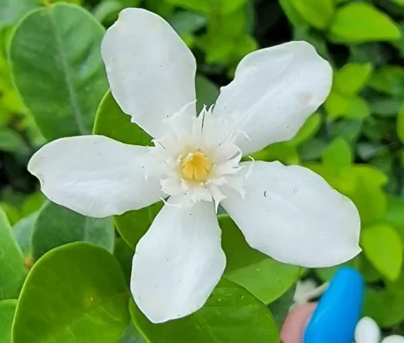 Wrightia antidysenterica Asian Snow Jasmine Live Plant, 2-5" Tall, Evergreen Shrub