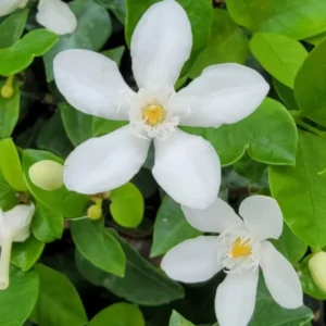 Wrightia antidysenterica Asian Snow Jasmine Live Plant, 2-5