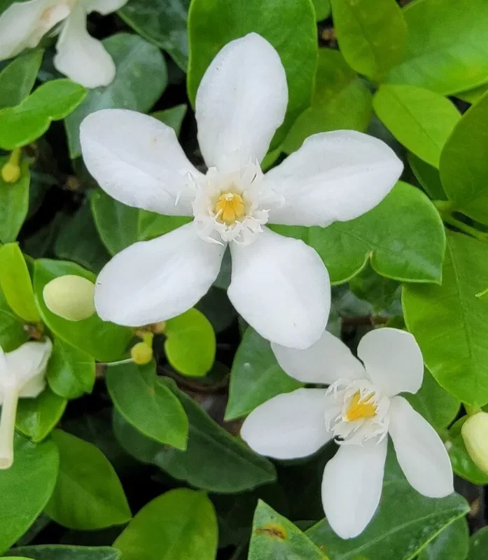 Wrightia antidysenterica Asian Snow Jasmine Live Plant, 2-5" Tall, Evergreen Shrub