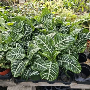 Aphelandra Zebra Plant - 4 Inch Potted Flowering Plant for Home Garden Decor