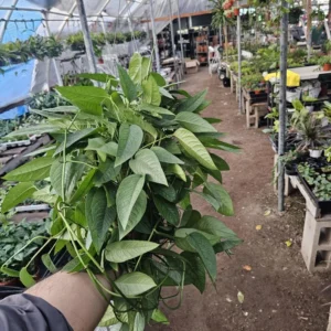 XL Cebu Blue Pothos - 6in Pot - Epipremnum Pinnatum - Large and XL Sizes