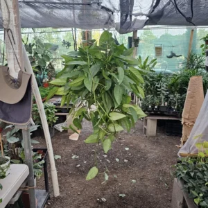 XL Cebu Blue Pothos - 6in Pot - Epipremnum Pinnatum - Large and XL Sizes