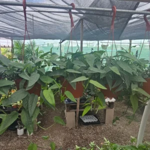 XL Cebu Blue Pothos - 6in Pot - Epipremnum Pinnatum - Large and XL Sizes