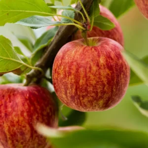 Dwarf Gala Apple Tree: Bare Root Live Plant, 2 Years Old, 3-4 Feet Tall