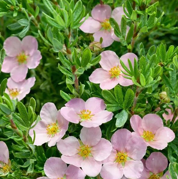 Potentilla Fruticosa 'Princess' - Shrubby Cinquefoil Starter Plant - 5-7 Inch - Pink Flowers