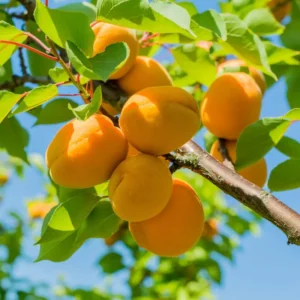 Prunus Mume Bongo Apricot Fruit Tree 2-3 ft Tall Potted
