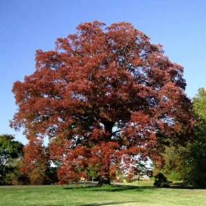 White Oak Tree Quercus Alba Plant