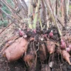 Yacon Tubers - 5 Brown Yacon Roots for Planting - Ground Apple Plant