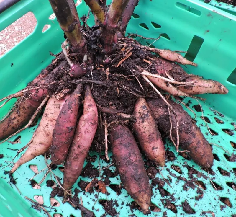 Yacon Tubers - 5 Brown Yacon Roots for Planting - Ground Apple Plant