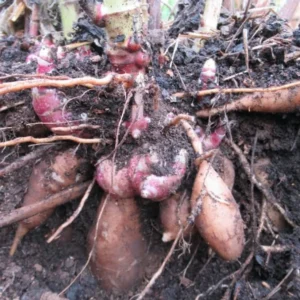 Yacon Tubers - 5 Brown Yacon Roots for Planting - Ground Apple Plant