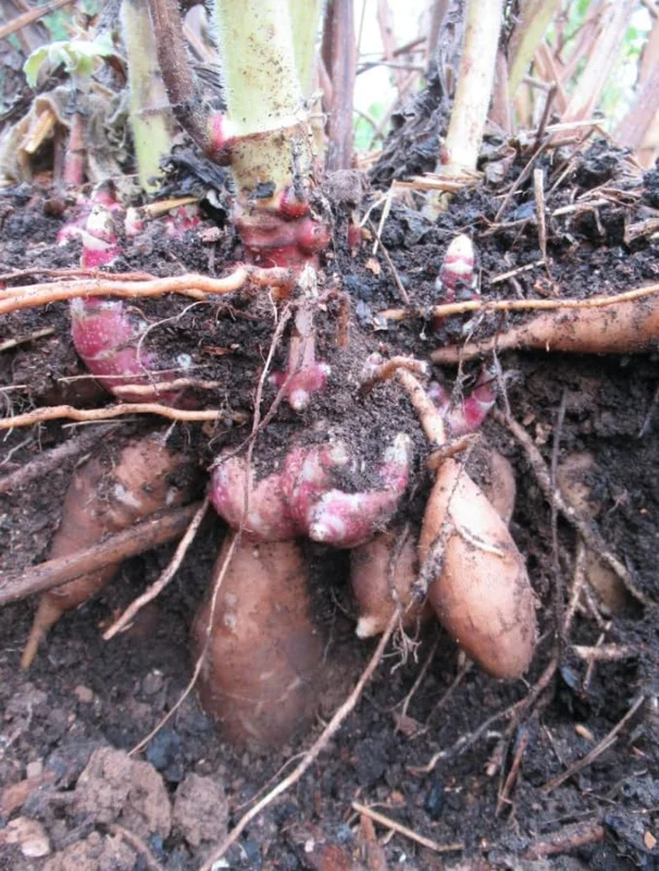 Yacon Tubers - 5 Brown Yacon Roots for Planting - Ground Apple Plant