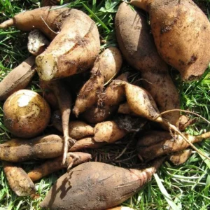 Yacon Tubers - 5 Brown Yacon Roots for Planting - Ground Apple Plant