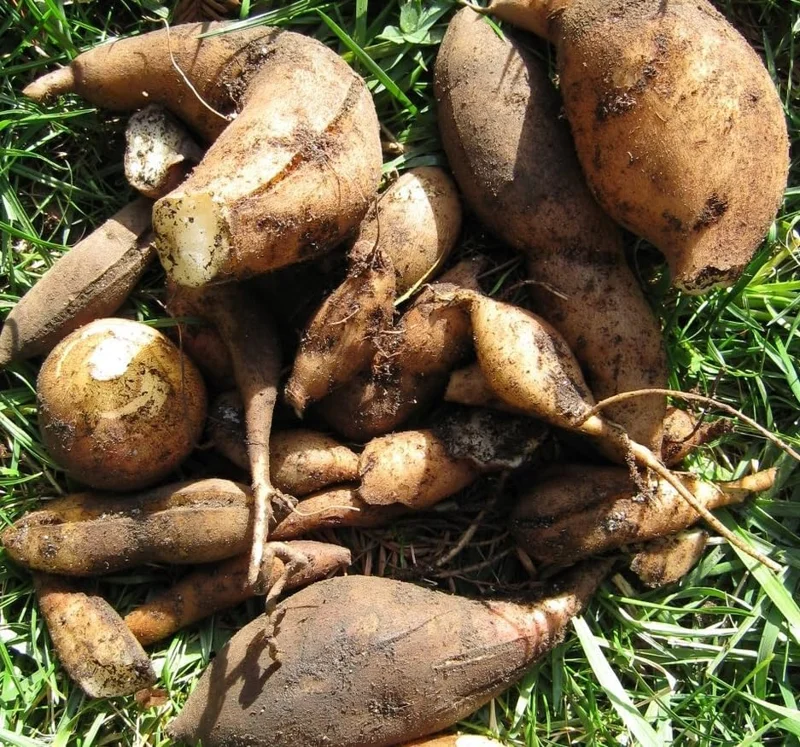 Yacon Tubers - 5 Brown Yacon Roots for Planting - Ground Apple Plant