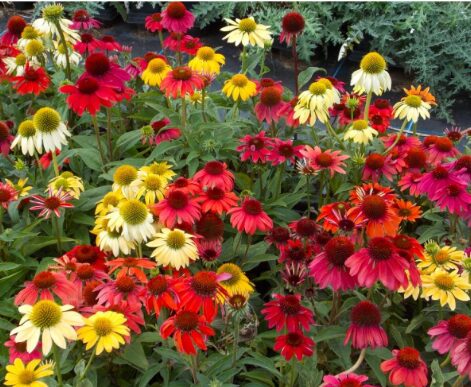Echinacea 'Cheyenne Spirit' Coneflower - Starter Plant, Multi-Color