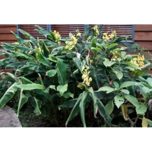 Yellow Butterfly Ginger Rhizomes - Pack of 2 - Well-Rooted and Fragrant