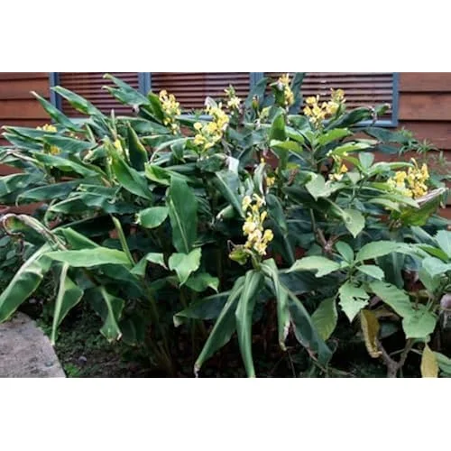 Yellow Butterfly Ginger Rhizomes - Pack of 2 - Well-Rooted and Fragrant