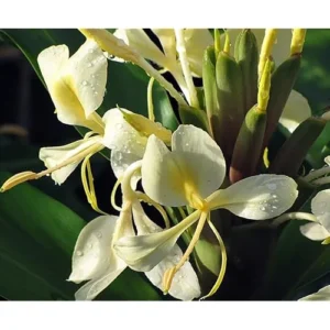 Yellow Butterfly Ginger Rhizomes - Pack of 2 - Well-Rooted and Fragrant