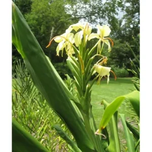 Yellow Butterfly Ginger Rhizomes - Pack of 2 - Well-Rooted and Fragrant