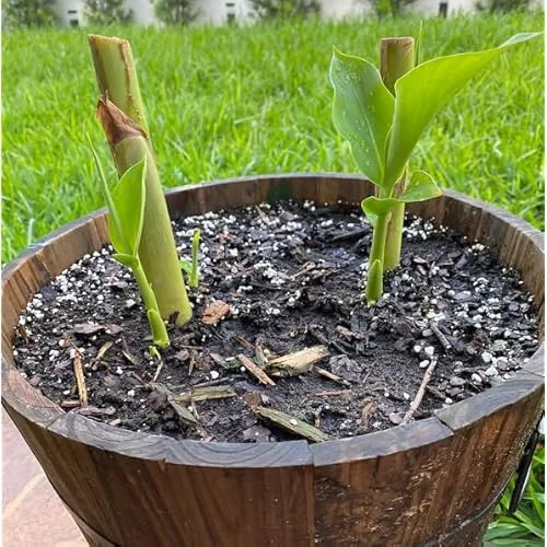 Yellow Butterfly Ginger Rhizomes - Pack of 2 - Well-Rooted and Fragrant