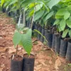 Yellow Cacao Tree Live Plant - Theobroma Cacao Potted Plant 8-16 Inch - Grow Your Own Chocolate!
