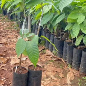 Yellow Cacao Tree Live Plant - Theobroma Cacao Potted Plant 8-16 Inch - Grow Your Own Chocolate!